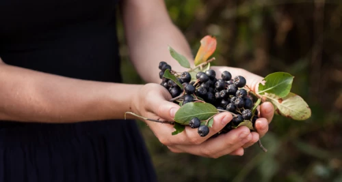 Aronia-Power durch Aronia-Superfood